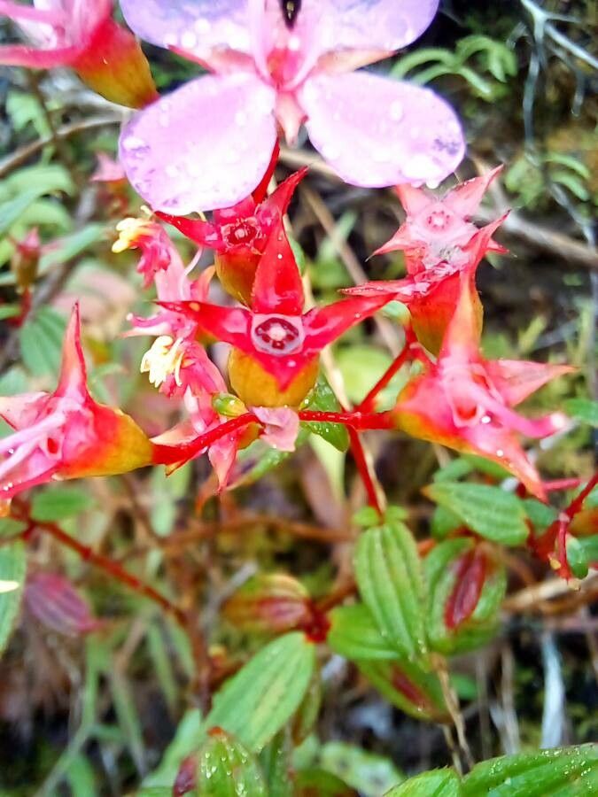 Monochaetum floribundum fruit