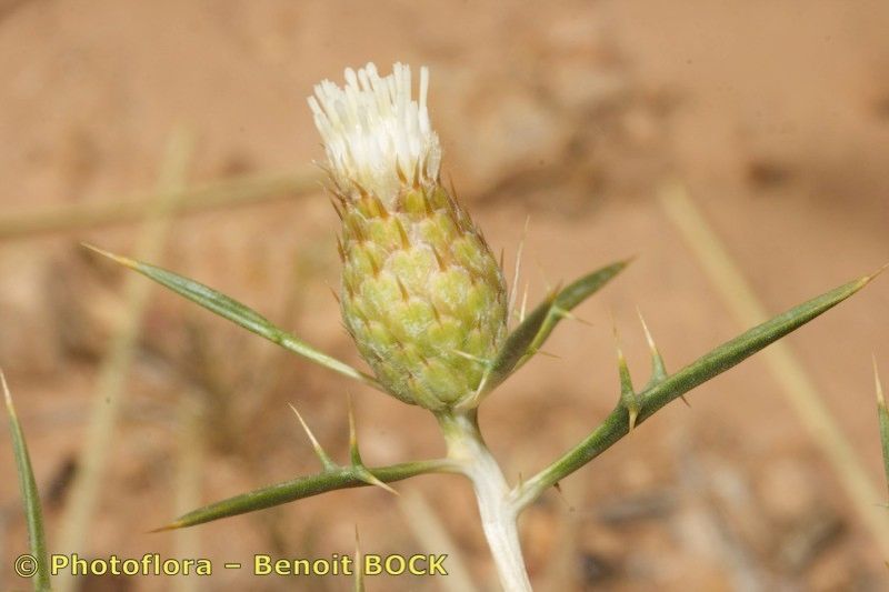 Atractylis serratuloides fruit