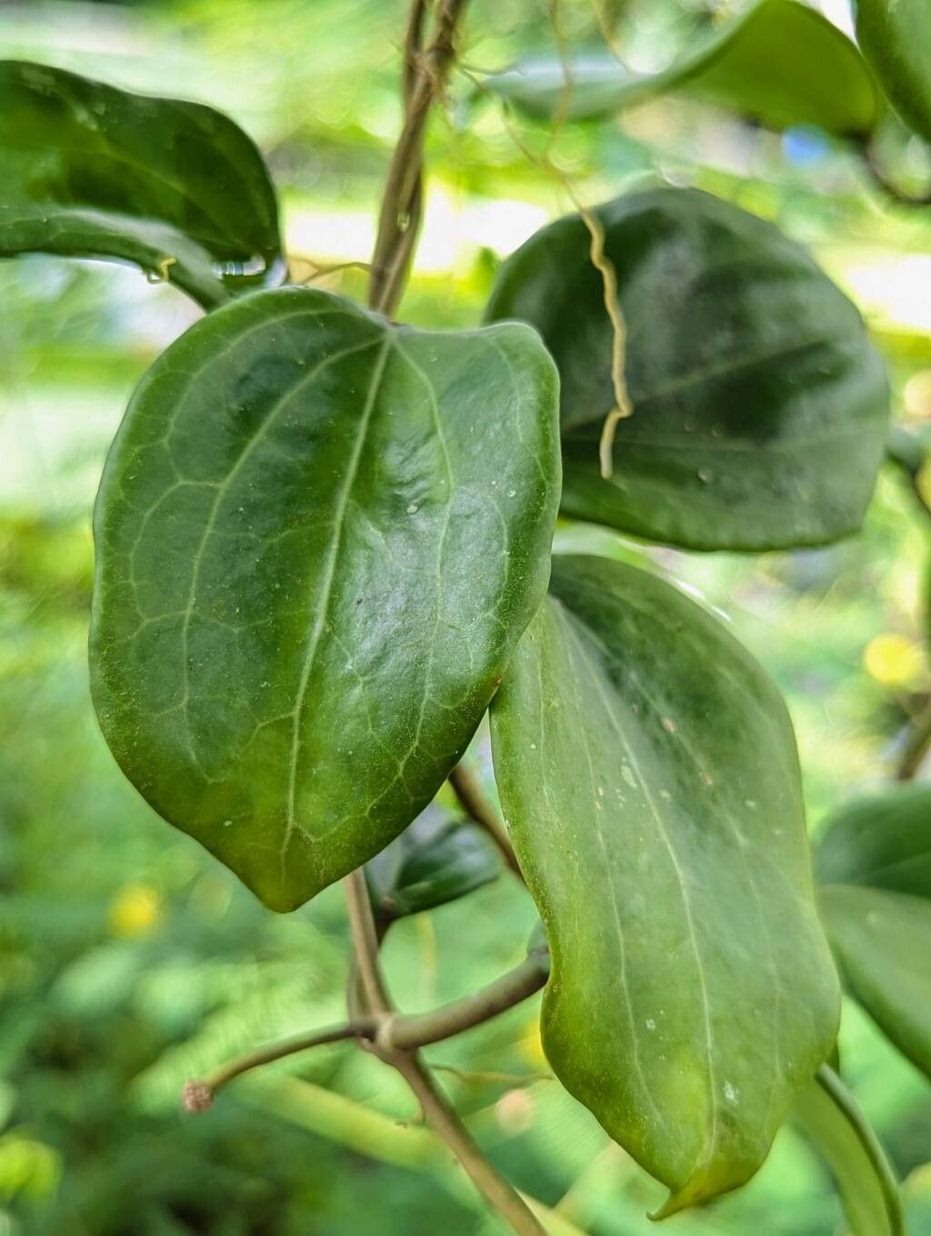 Hoya pentaphlebia leaf