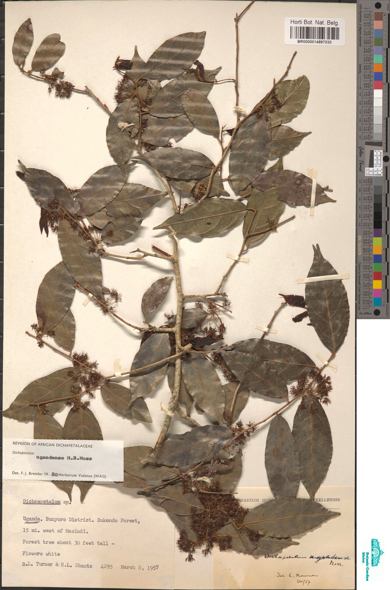 Dichapetalum ugandense — houseplant care guide