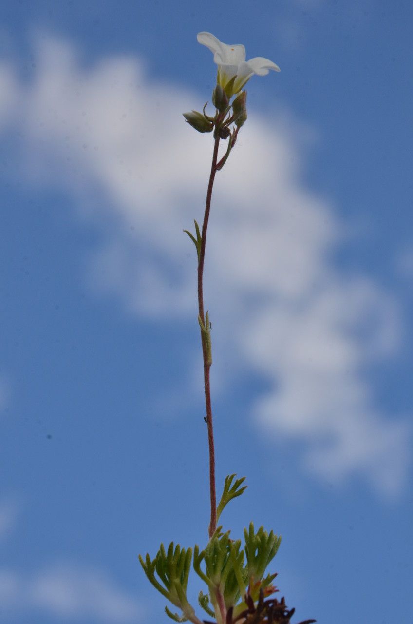 Saxifraga intricata habit