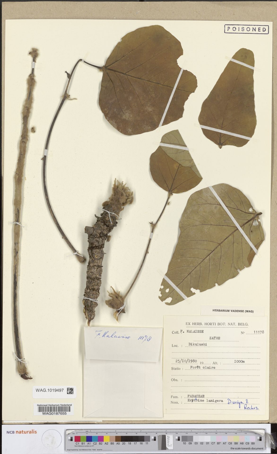 Erythrina × lanigera — houseplant care guide