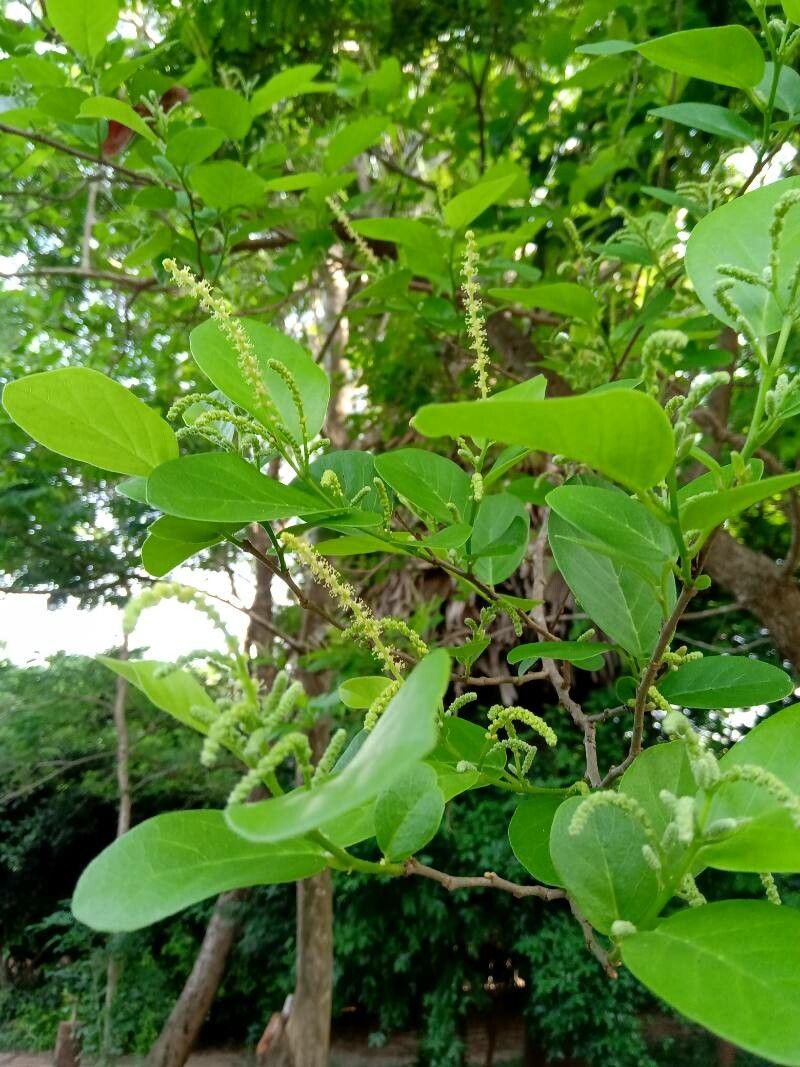 Terminalia bellirica leaf