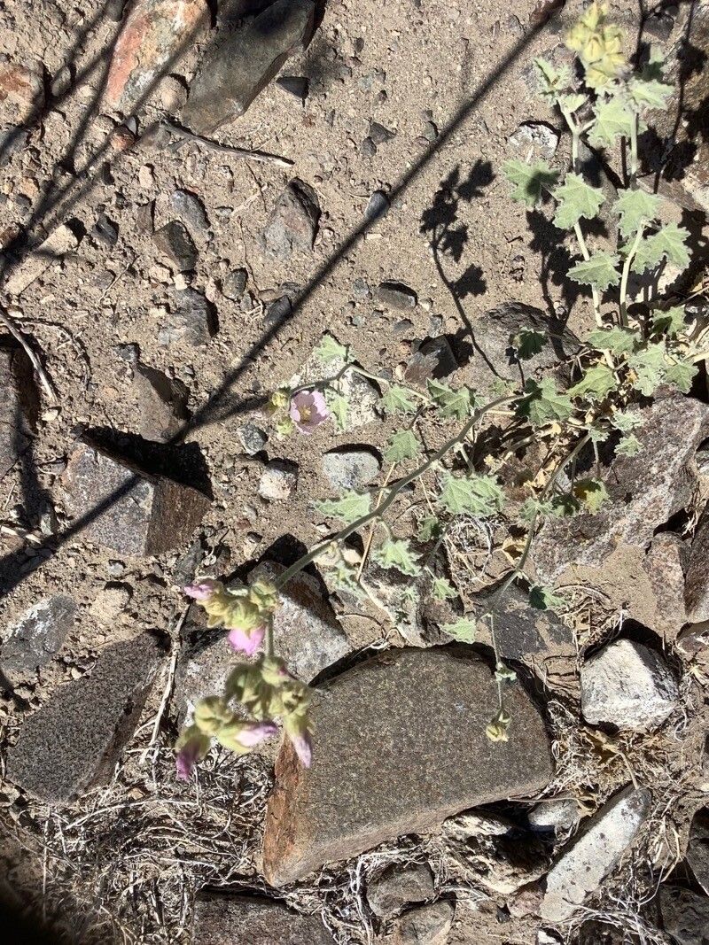 Sphaeralcea ambigua leaf