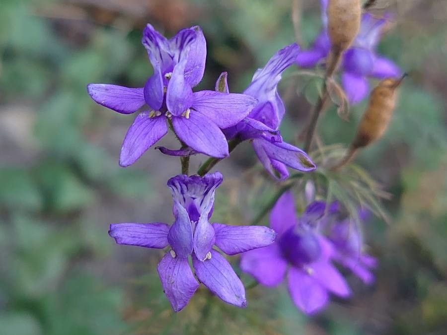 Delphinium consolida flower