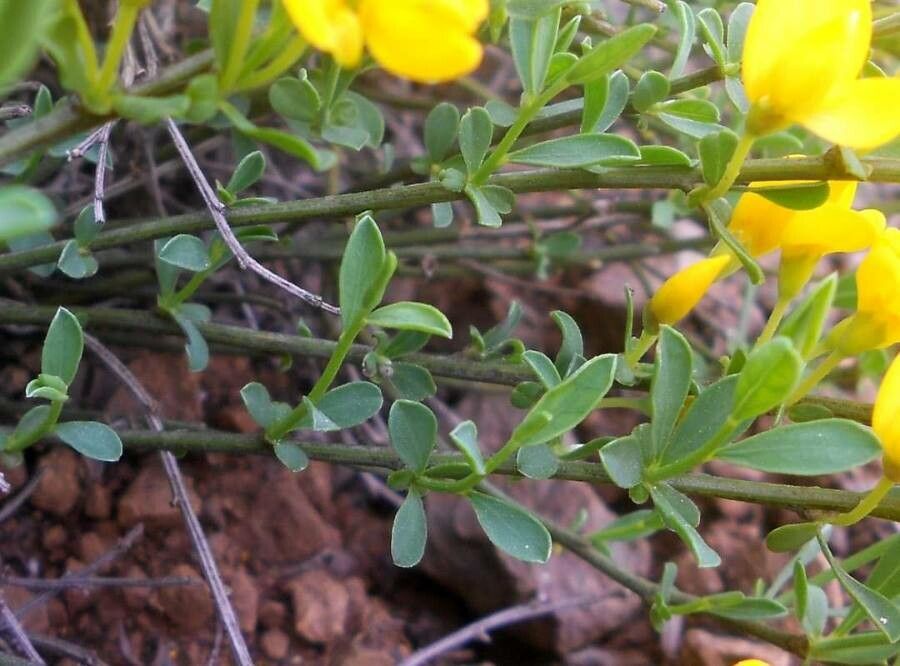 Cytisus procumbens — houseplant care guide
