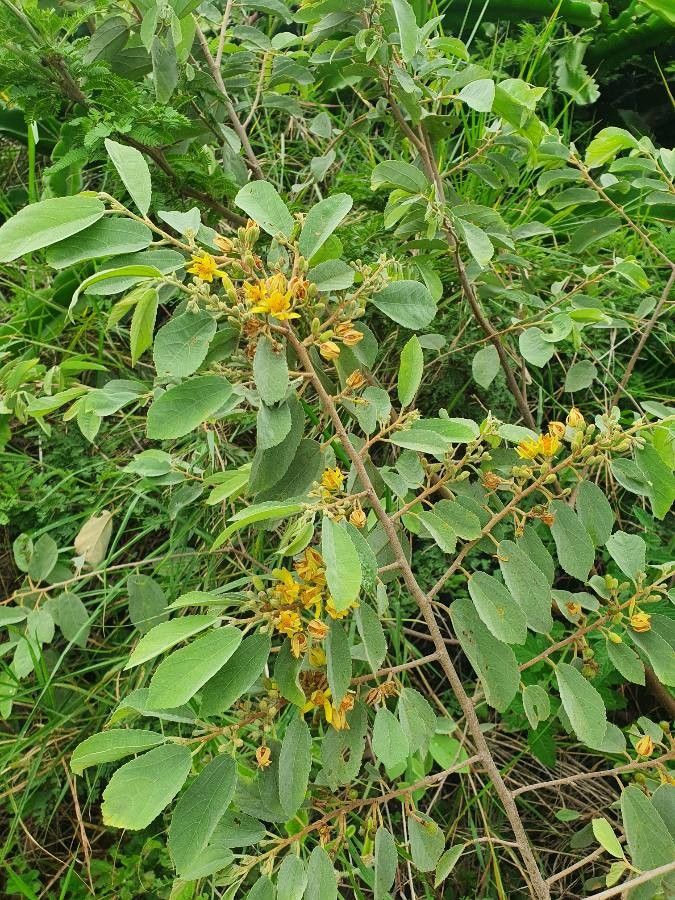 Grewia bicolor flower