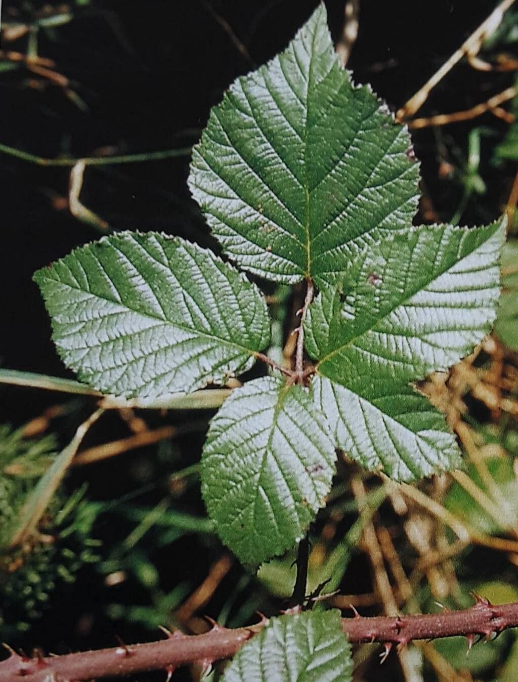Rubus epipsilos — houseplant care guide