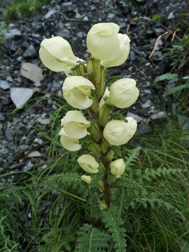 Pedicularis scullyana — houseplant care guide