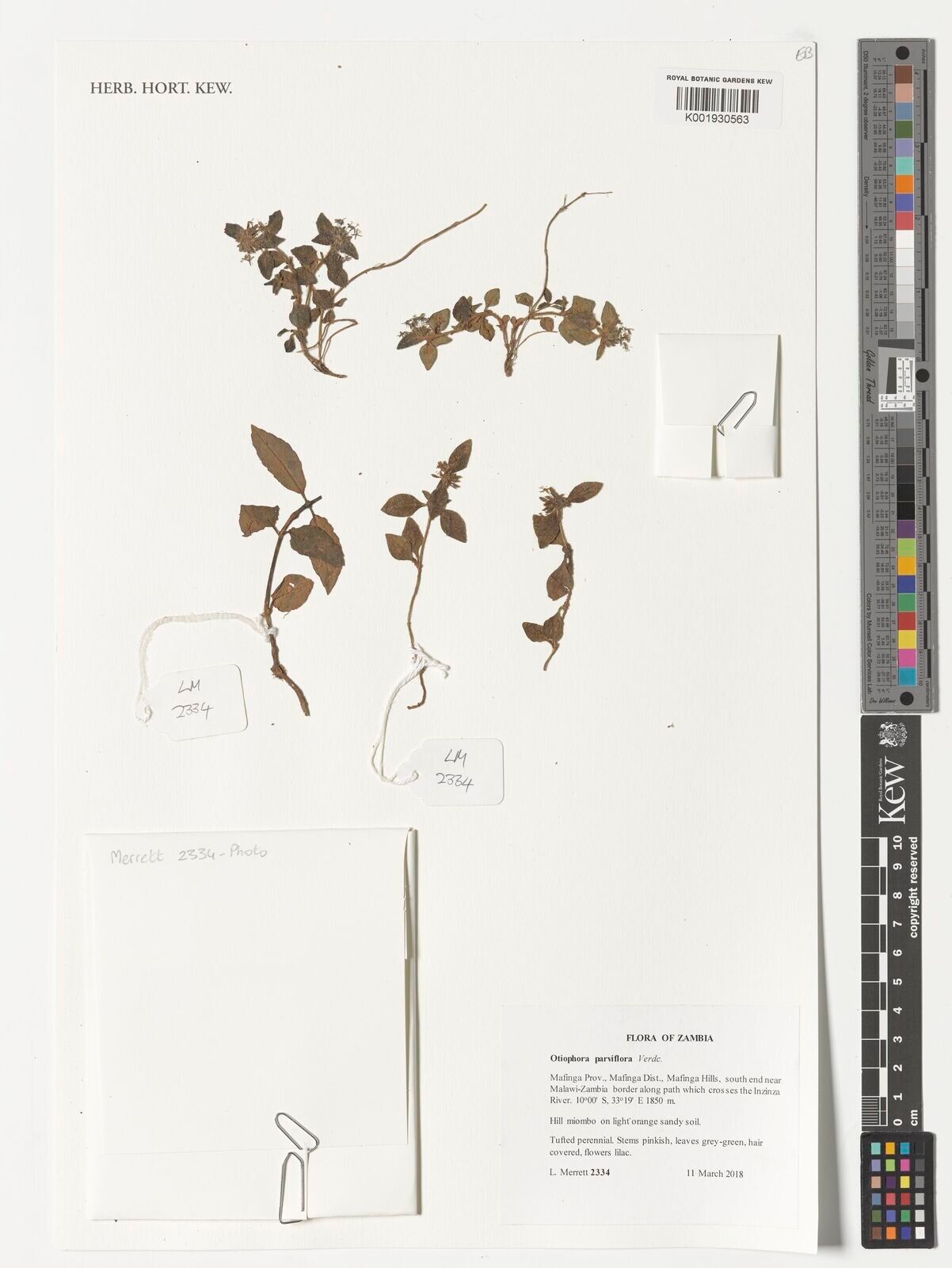 Otiophora parviflora — related species from the same genus