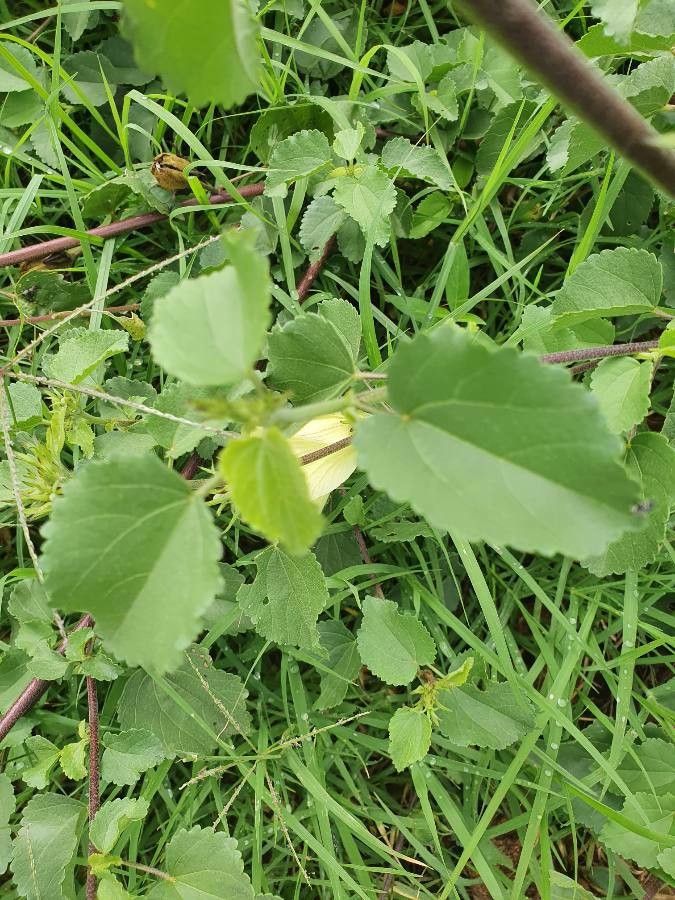 Hibiscus lunariifolius — search result for 'Hibiscus'