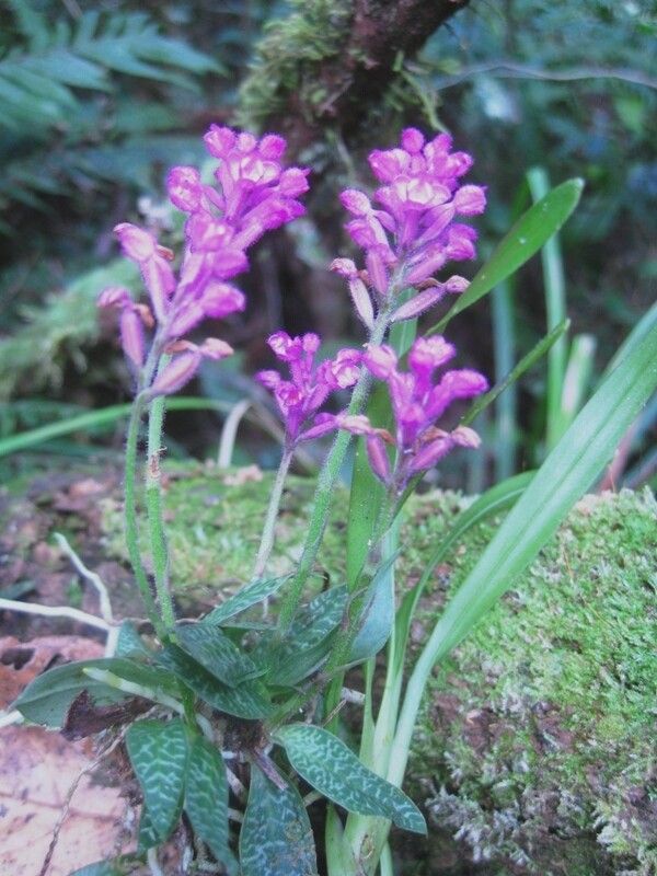 Cynorkis peyrotii — houseplant care guide