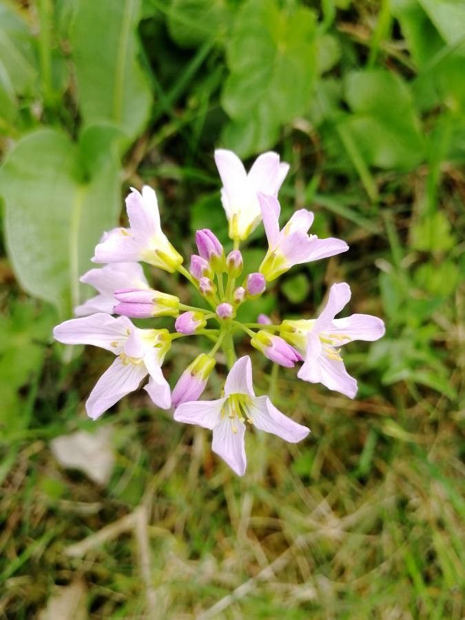 Cardamine raphanifolia flower