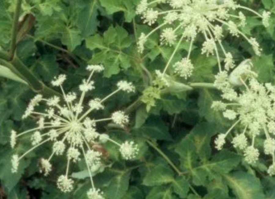 Angelica polymorpha — search result for 'Angelica'