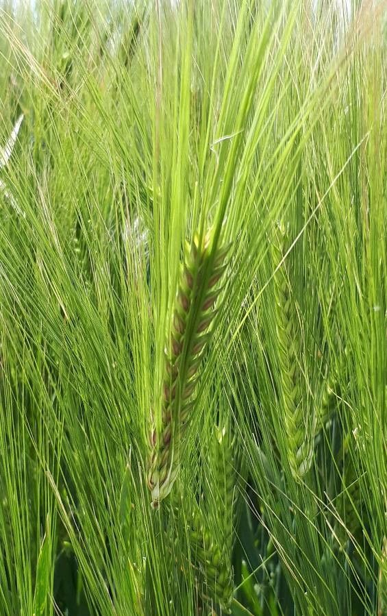 Dasypyrum villosum leaf