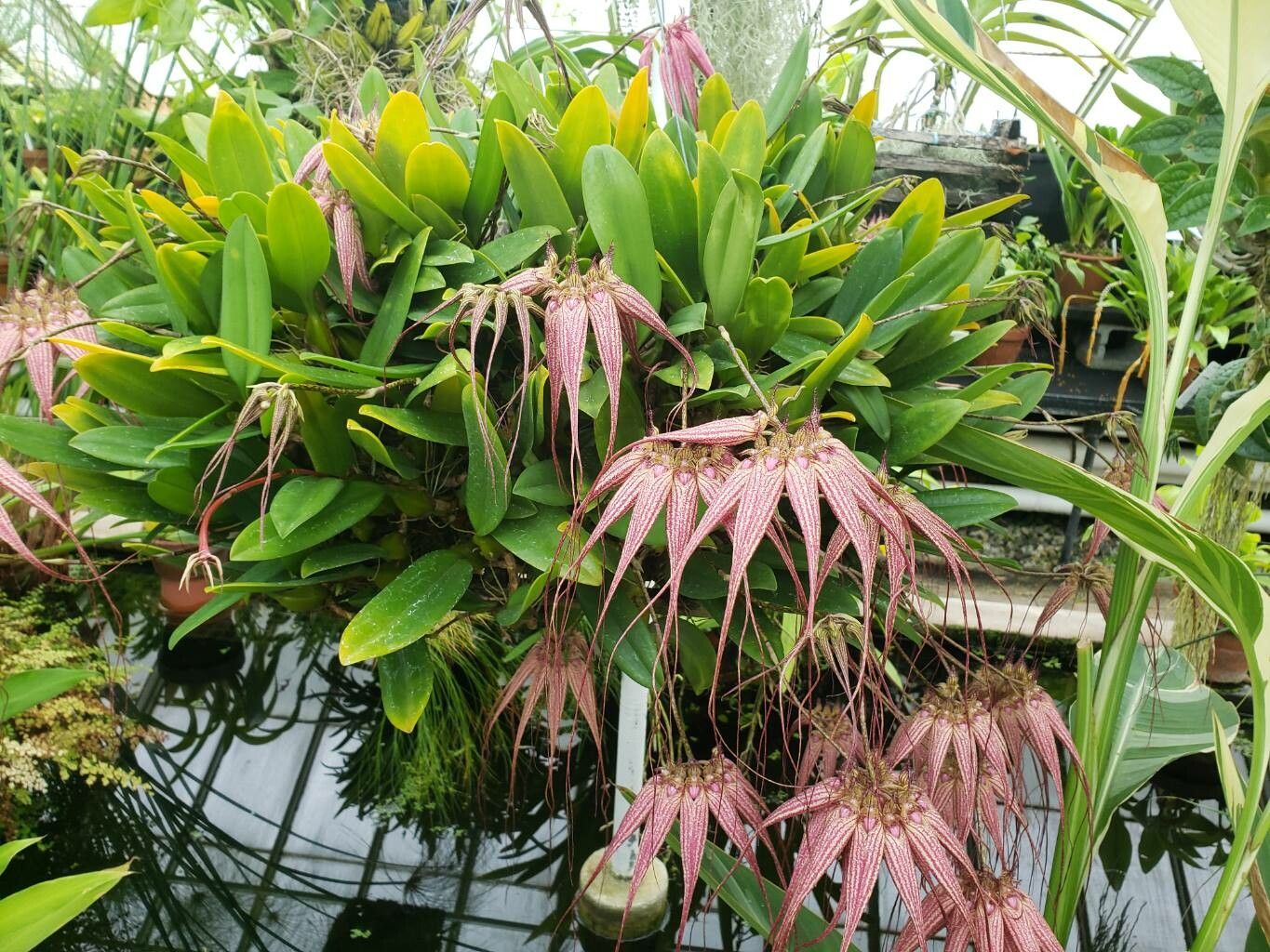 Bulbophyllum longissimum habit