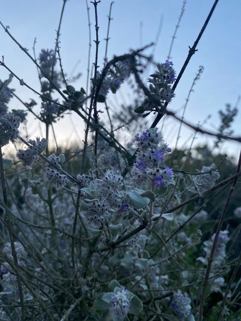 Hyptis emoryi flower