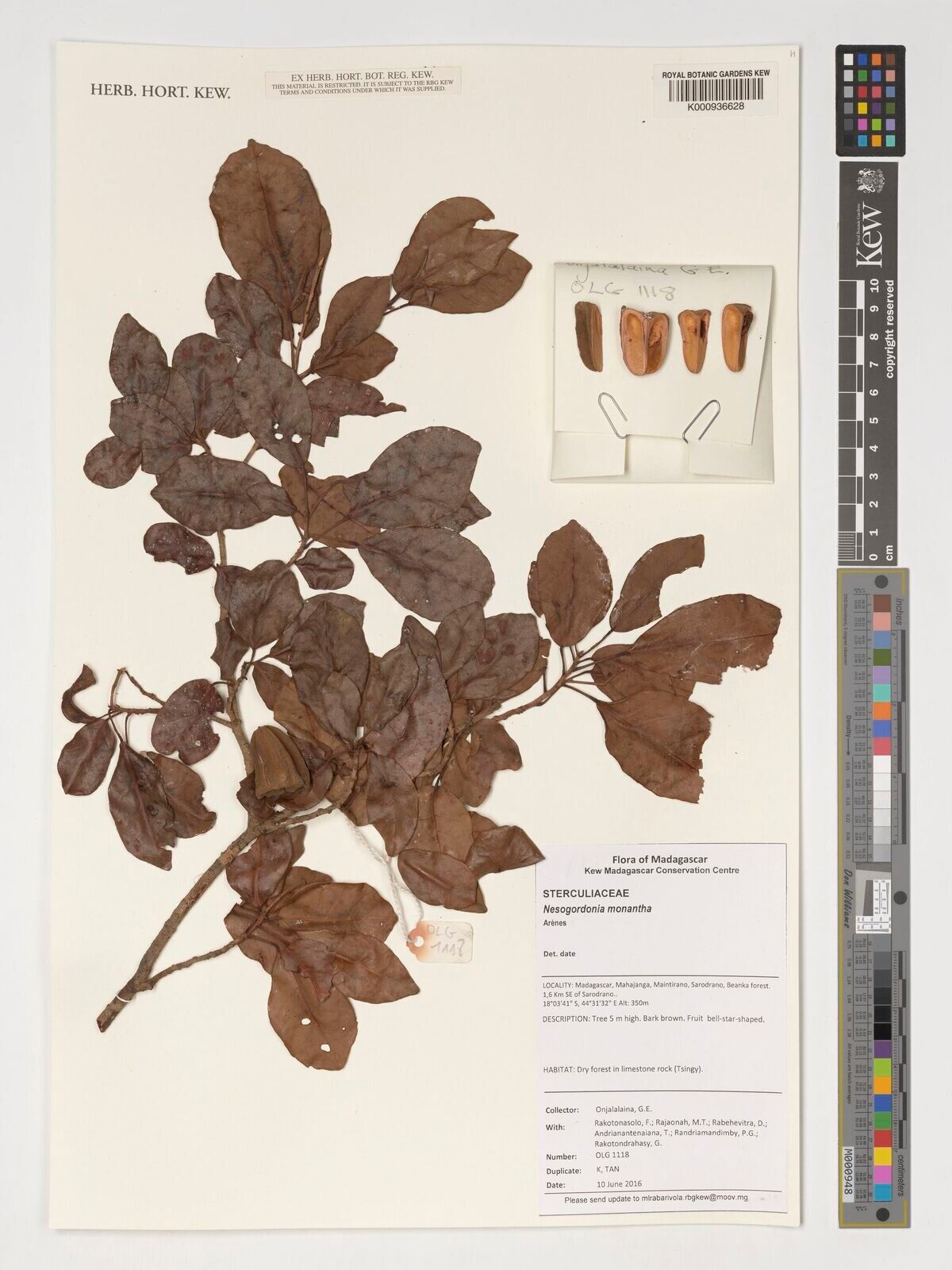 Nesogordonia monantha — houseplant care guide