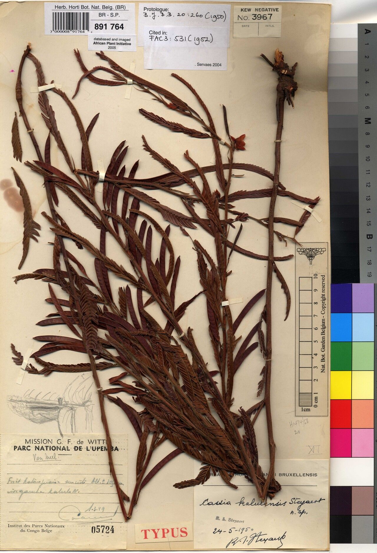 Chamaecrista kalulensis — houseplant care guide