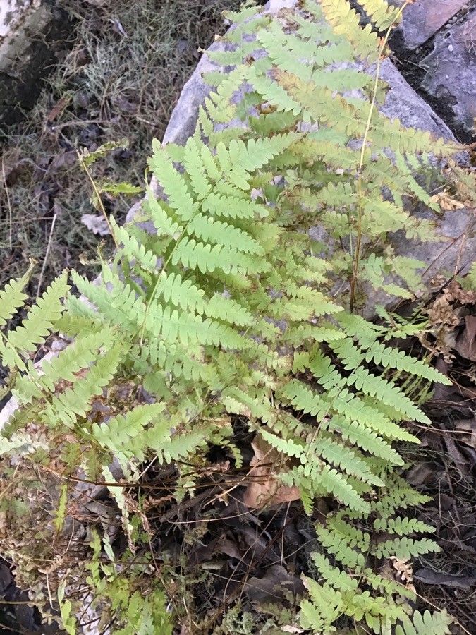 Thelypteris confluens — search result for 'Thelypteris'