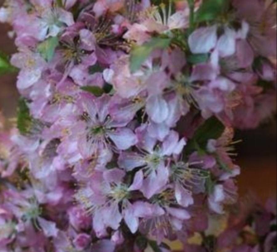 Prunus jacquemontii flower