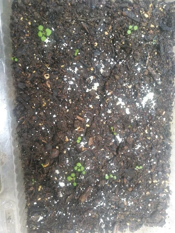 Acropogon macrocarpus — houseplant care guide