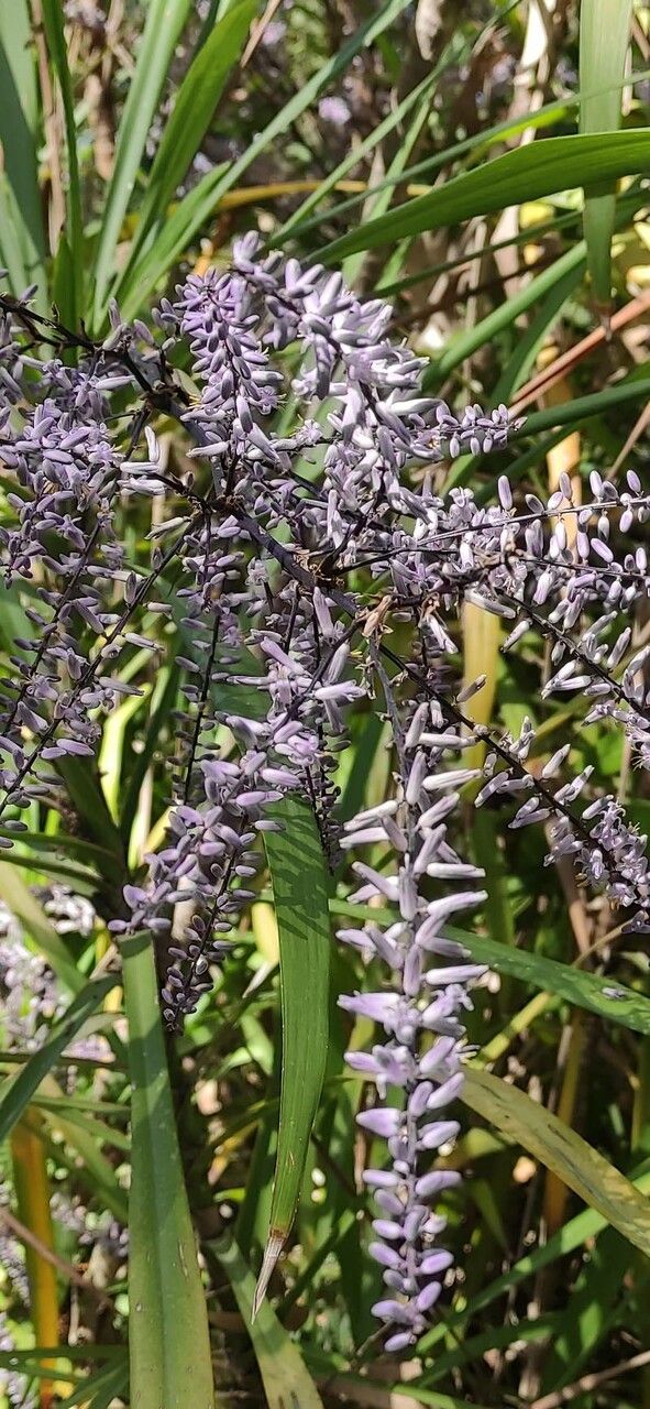 Cordyline stricta flower