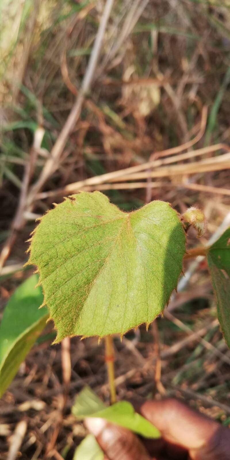 Cissus ruginosicarpa leaf