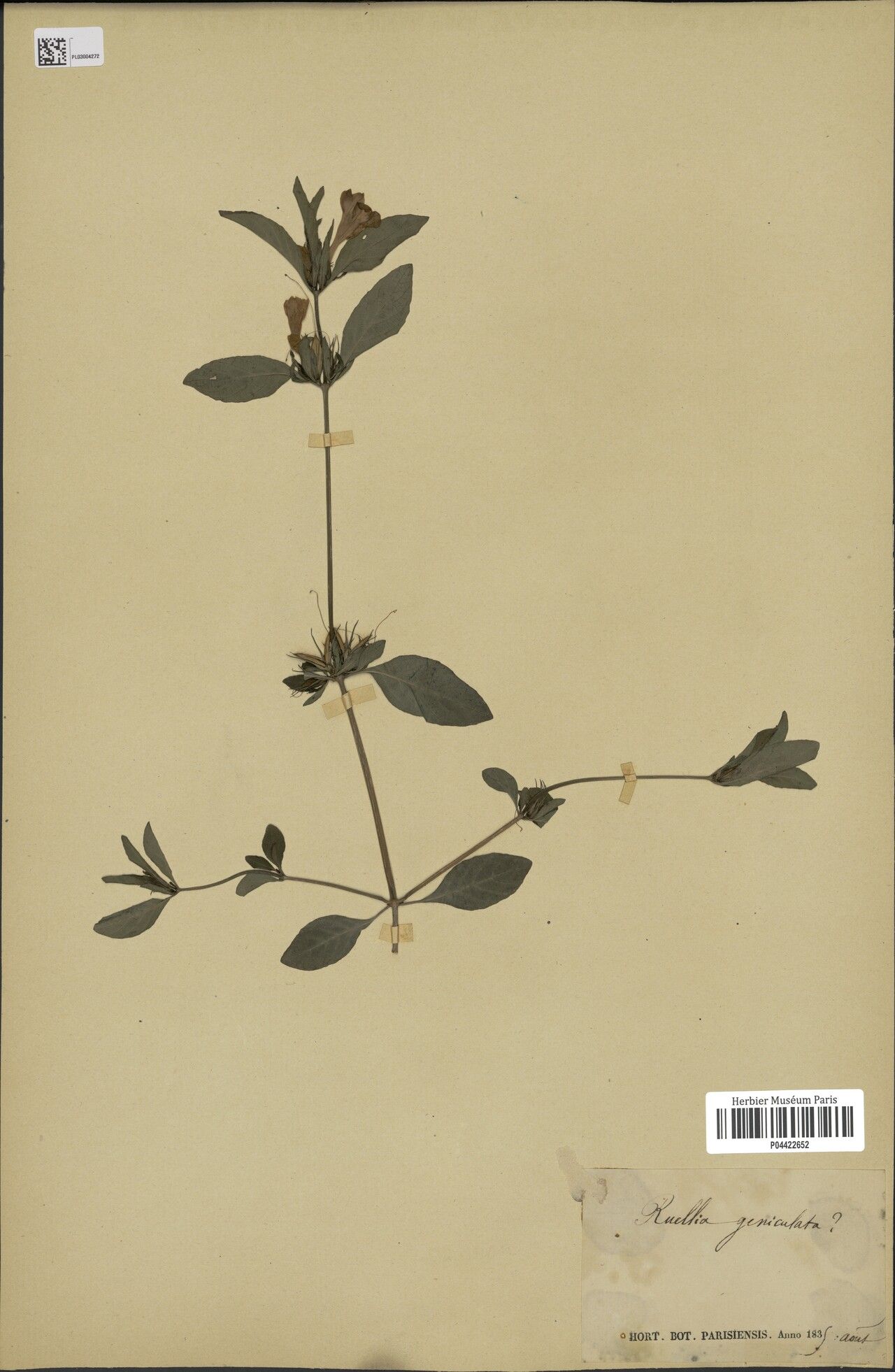 Dyschoriste geniculata — related species from the same genus