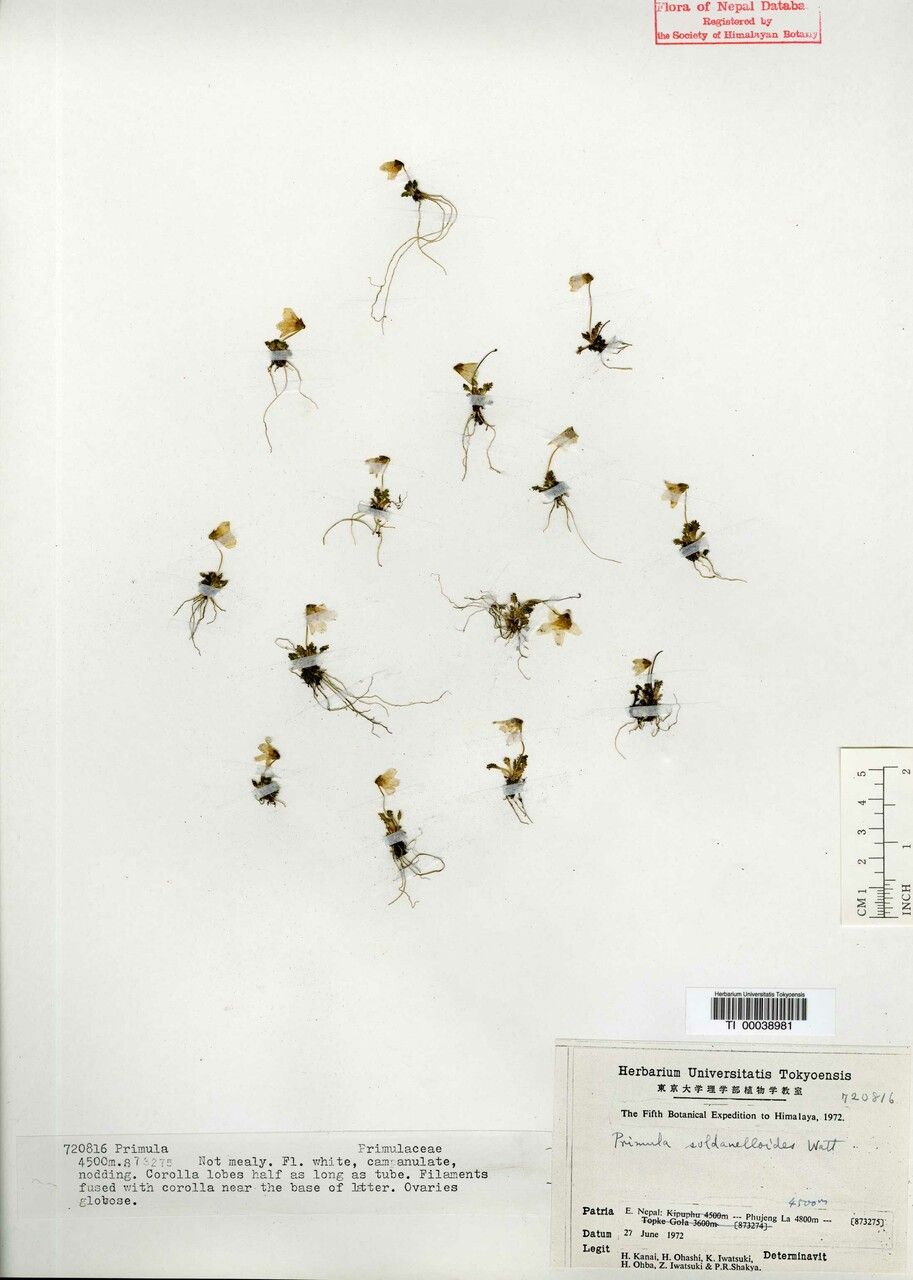 Primula soldanelloides other