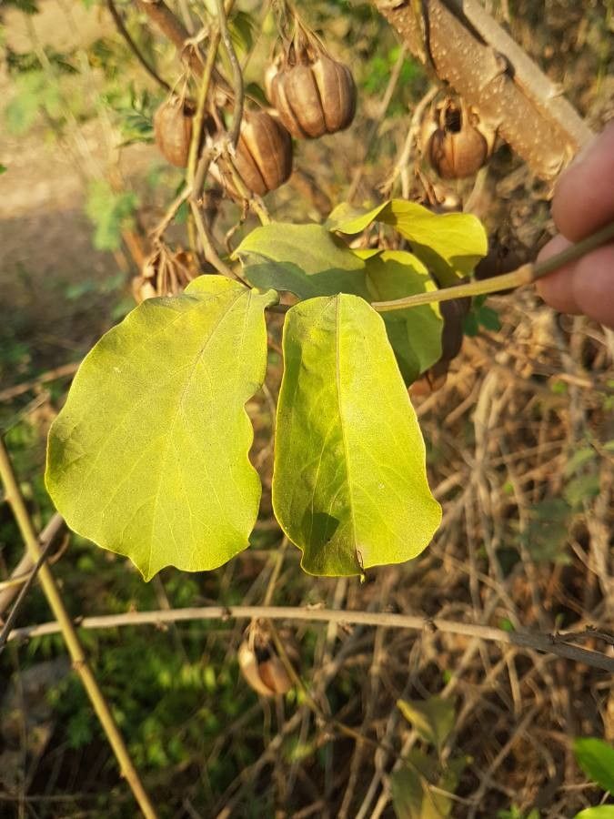 Aristolochia acuminata