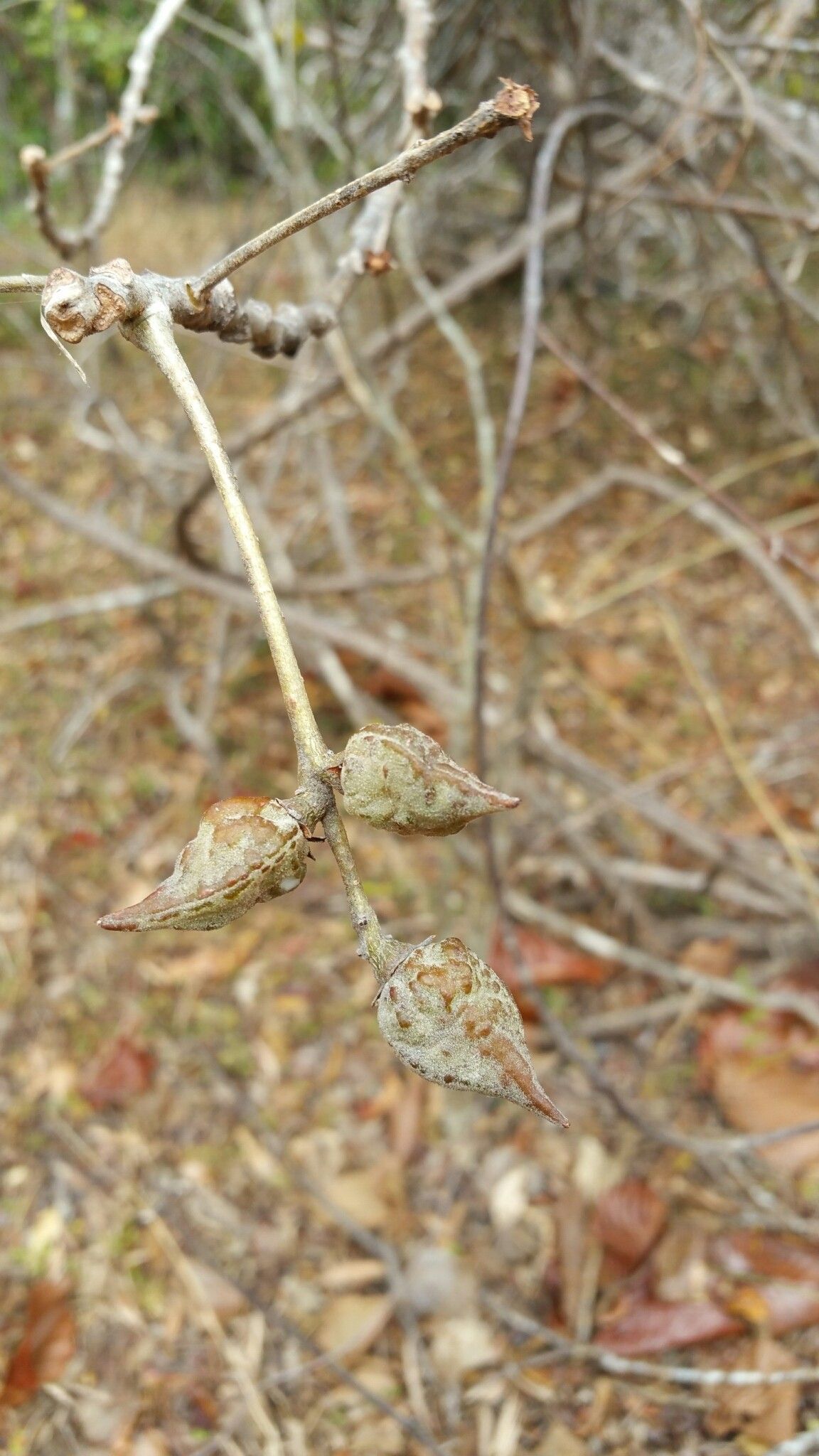Commiphora elliptica — search result for 'Commiphora'