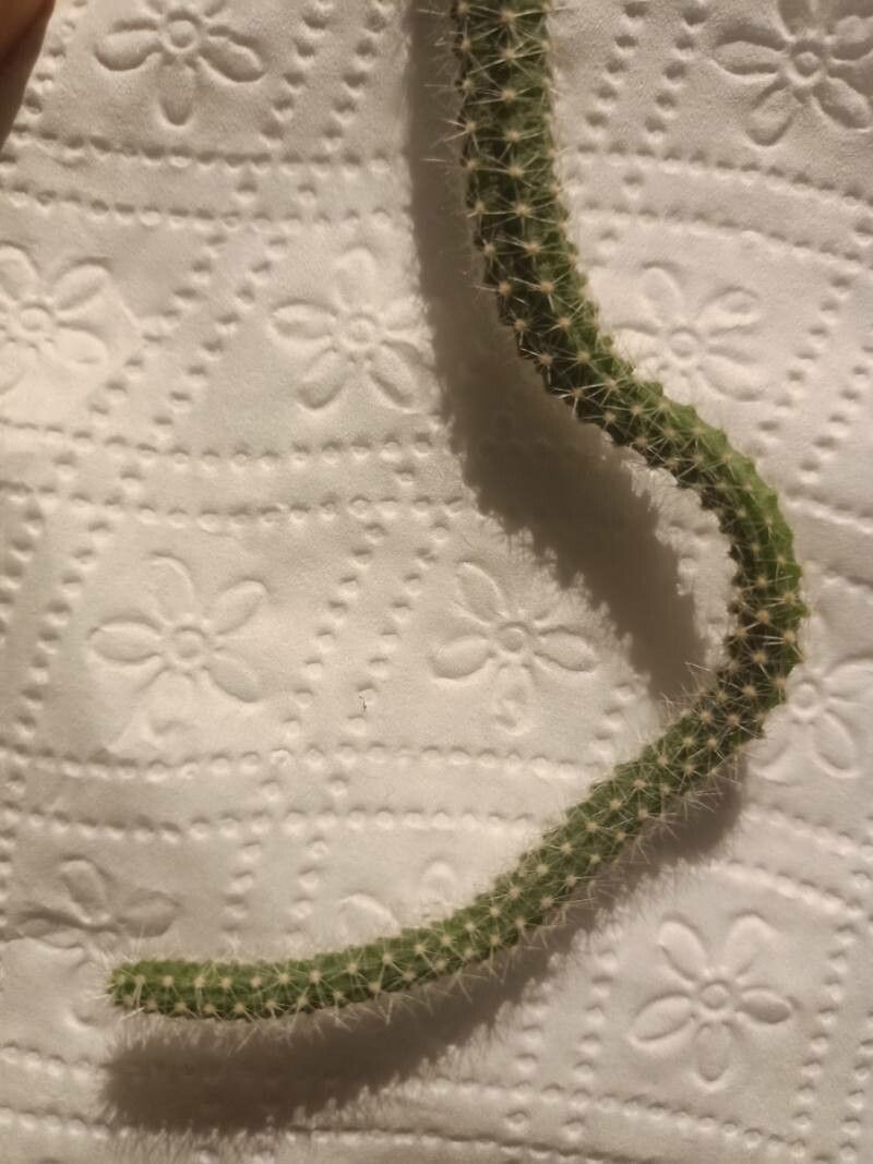 Stenocereus eruca flower