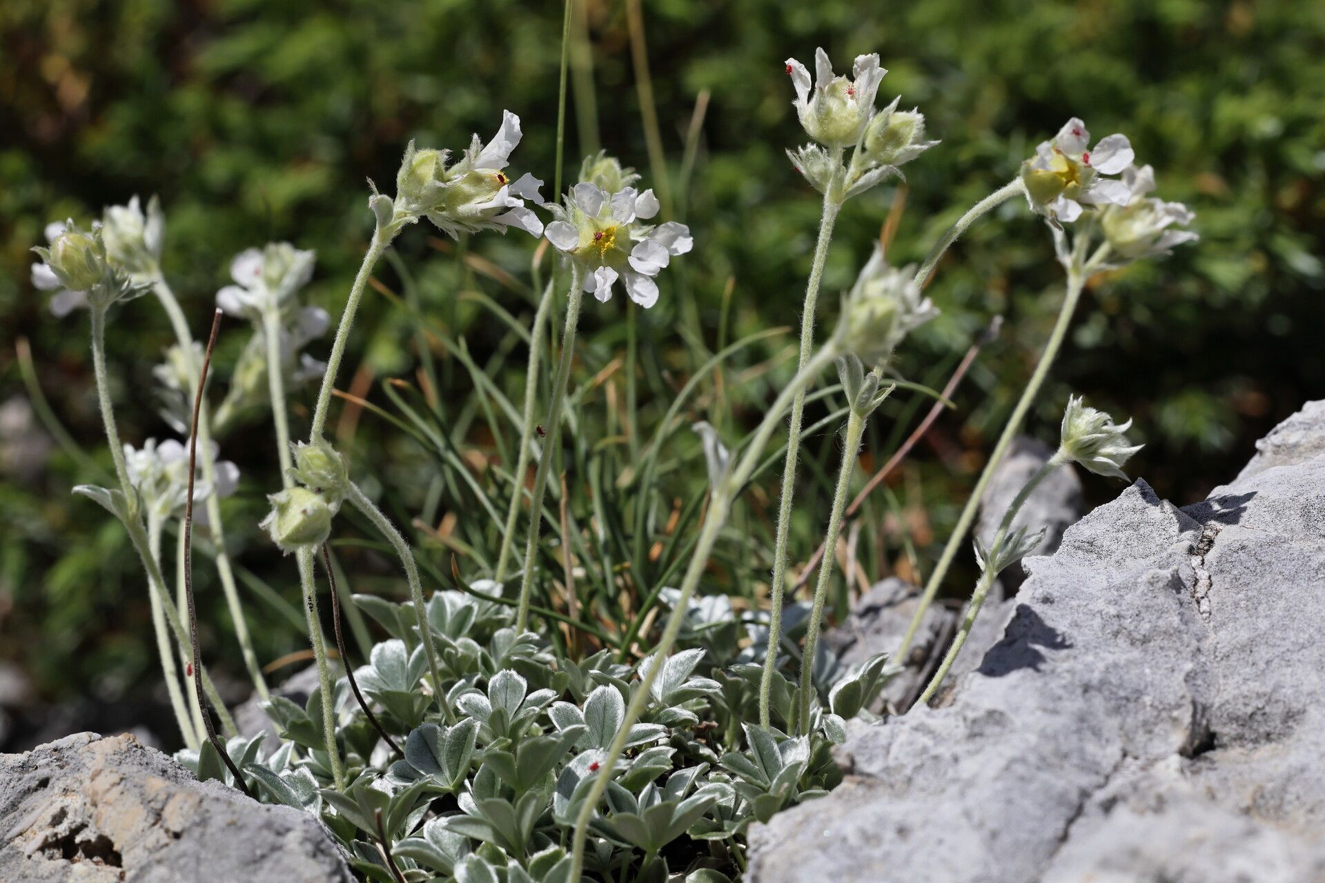 Potentilla apennina flower