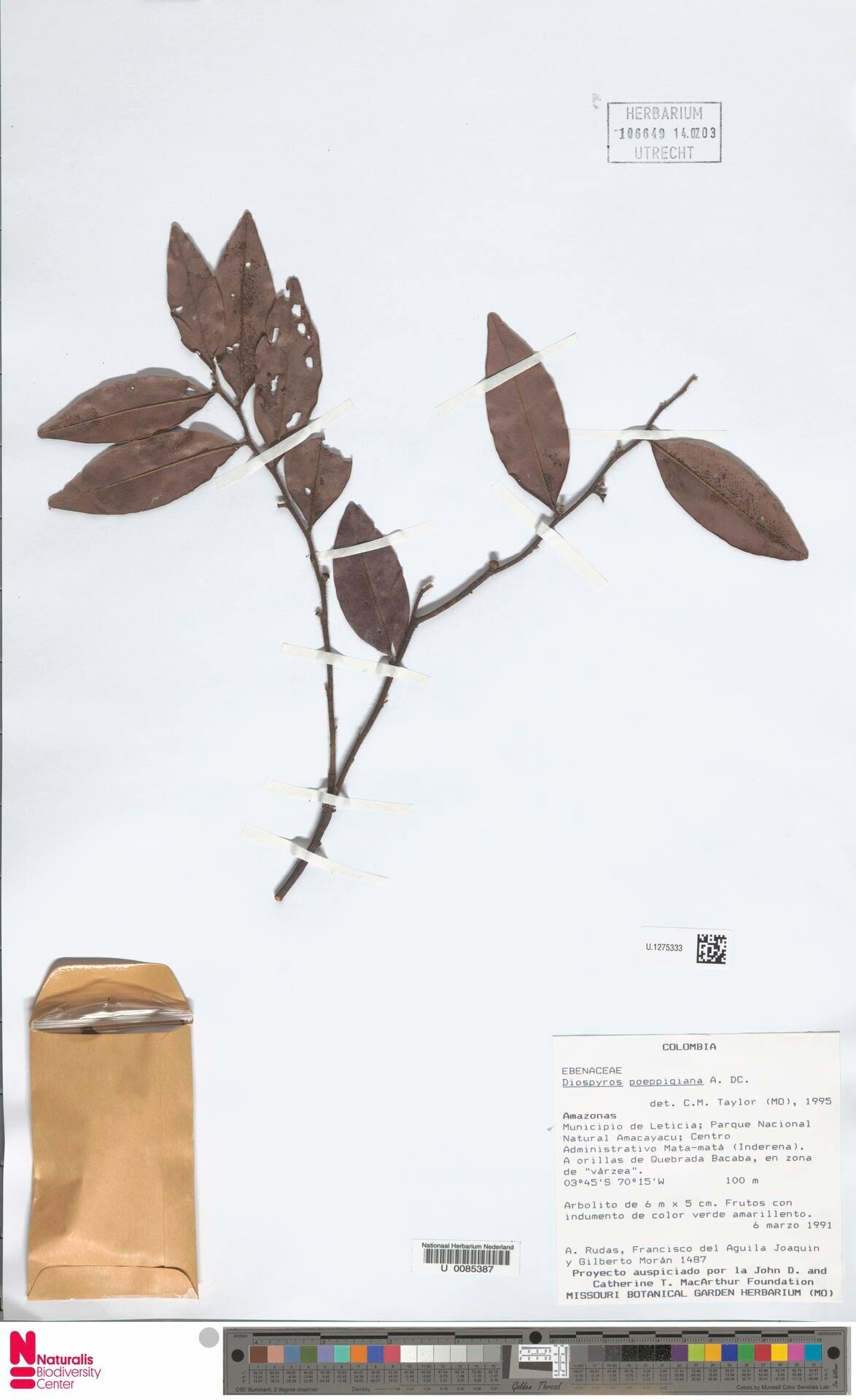 Diospyros poeppigiana — houseplant care guide