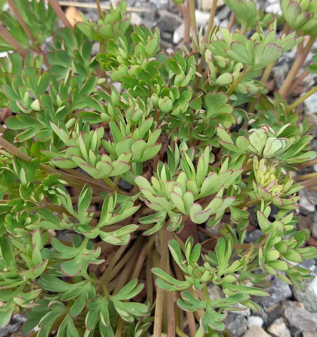 Corydalis panda — houseplant care guide
