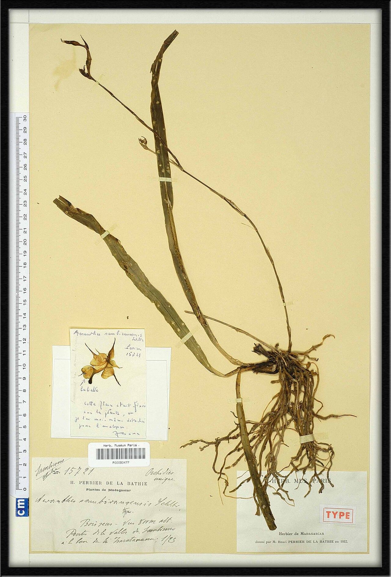 Aeranthes sambiranoensis — houseplant care guide