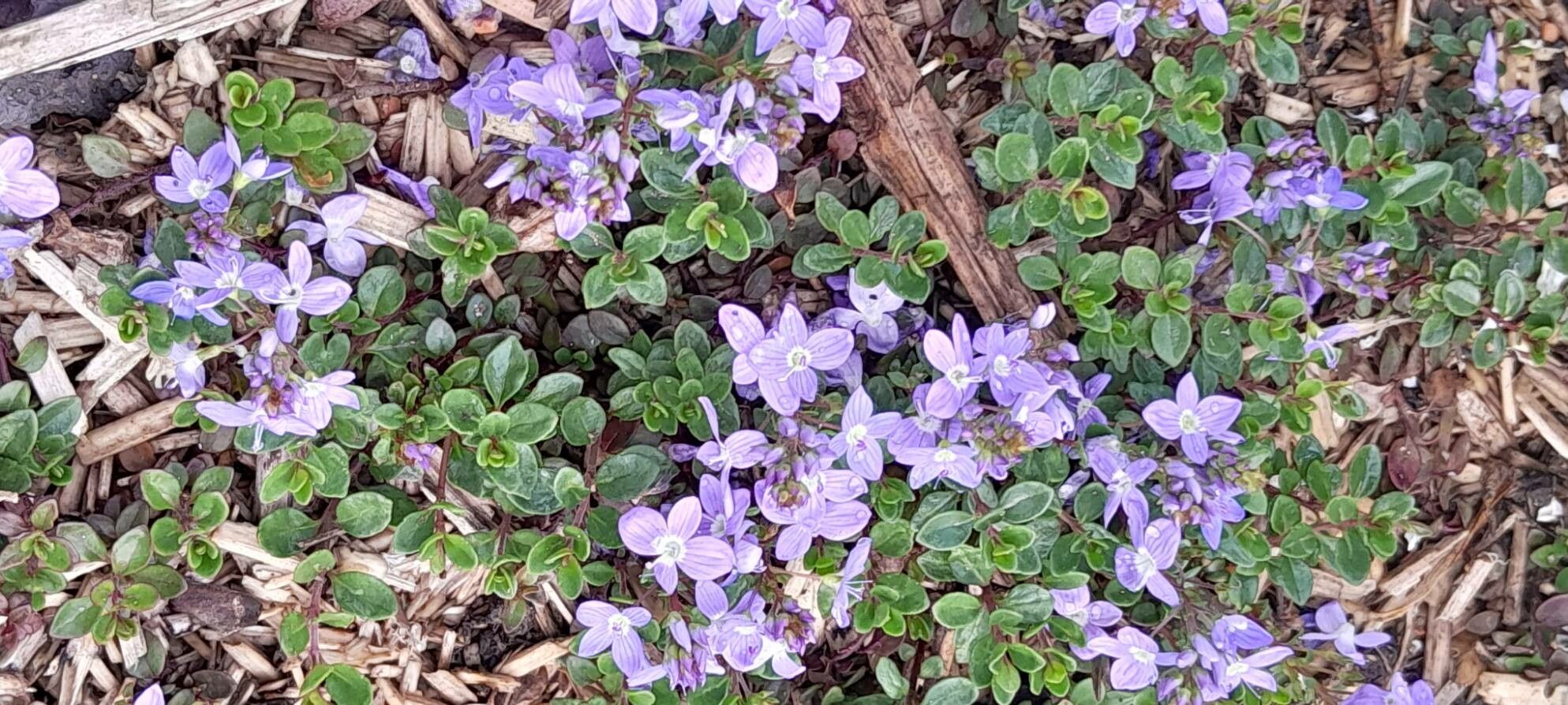 Veronica liwanensis habit