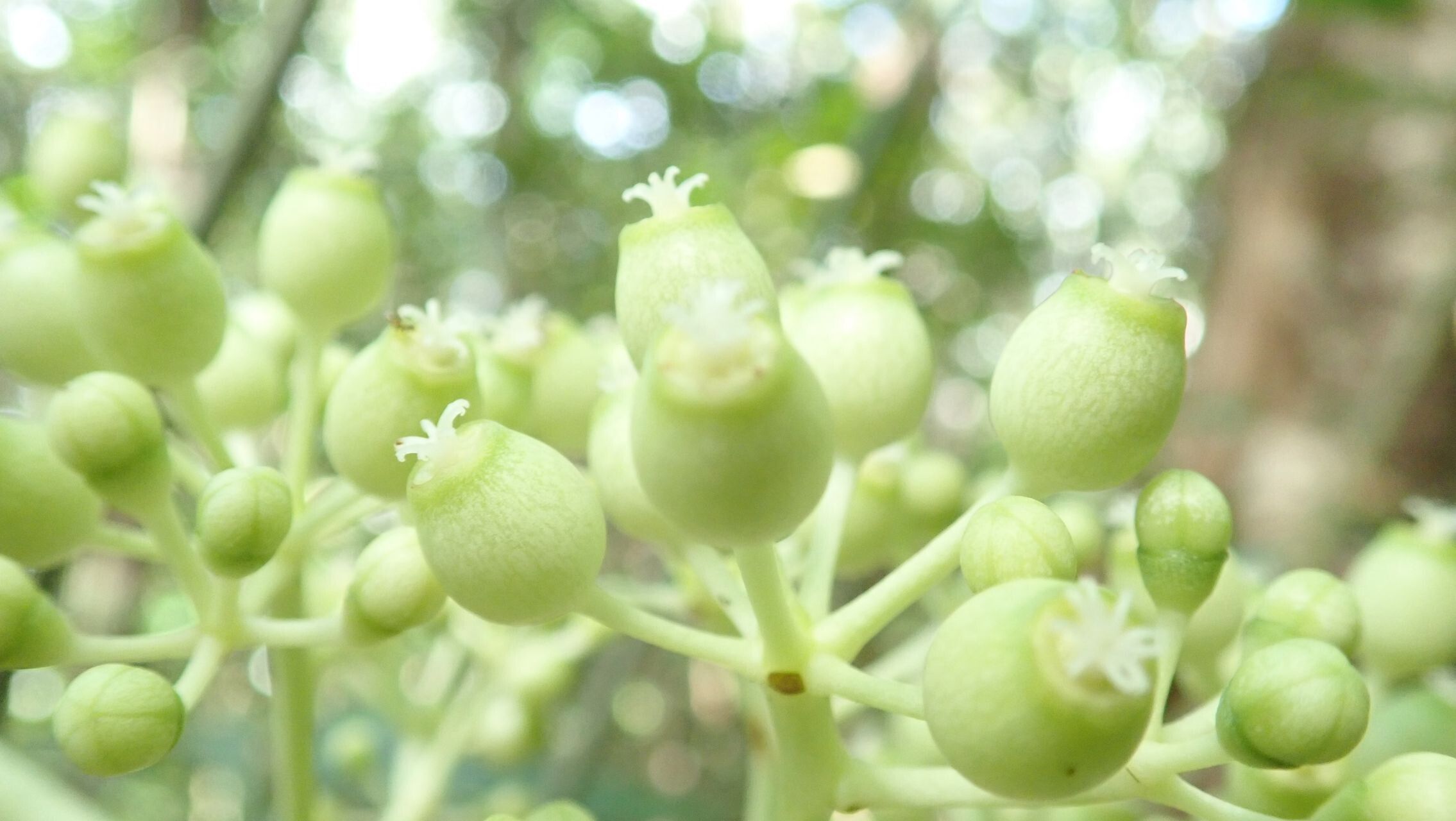 Plerandra osyana fruit
