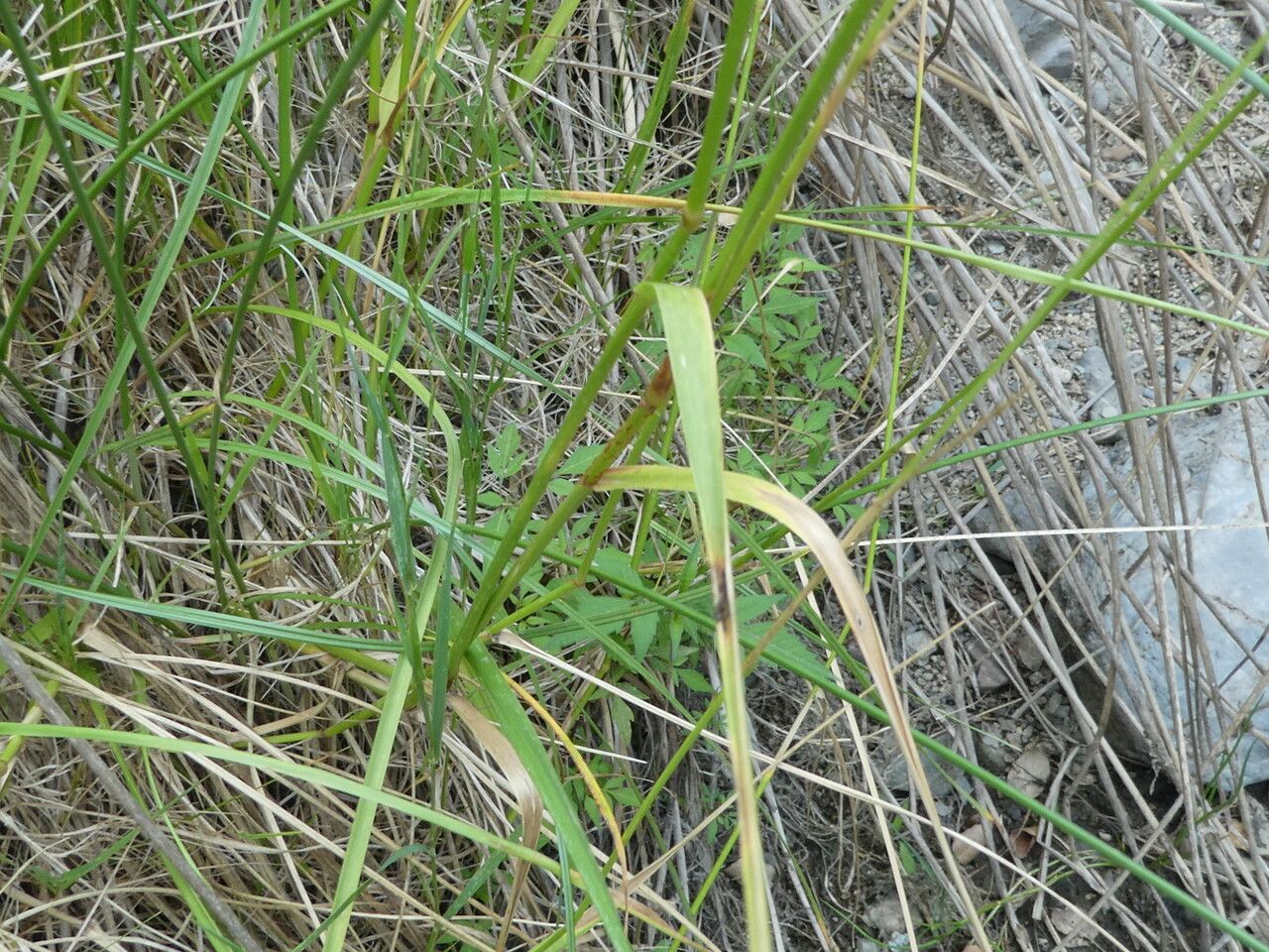 Cyperus longus — search result for 'Netherlands'