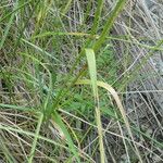 Cyperus longus