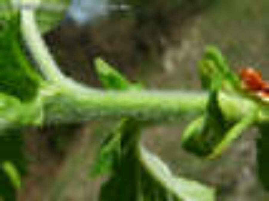 Crataegus nigra other