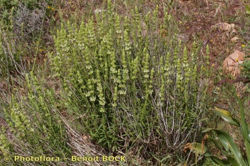 Sideritis algarviensis habit