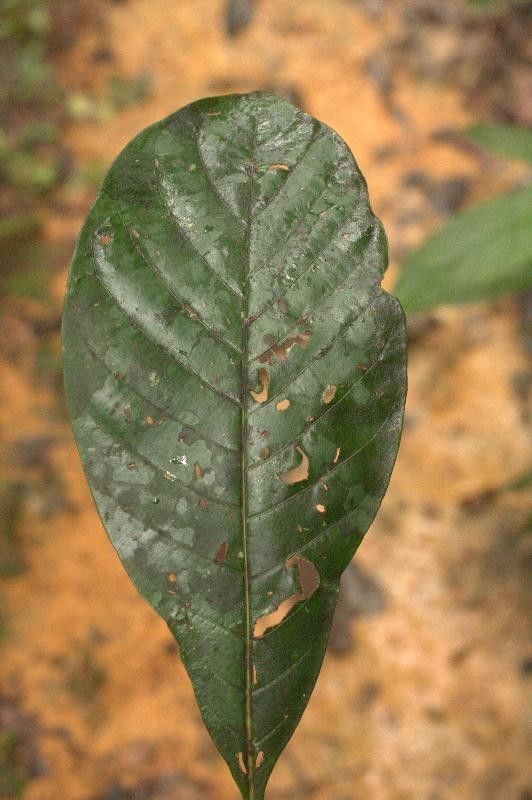 Capirona decorticans — search result for 'Suriname'