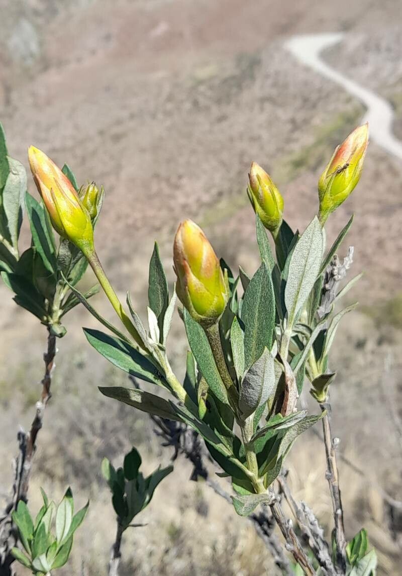 Mutisia kurtzii flower