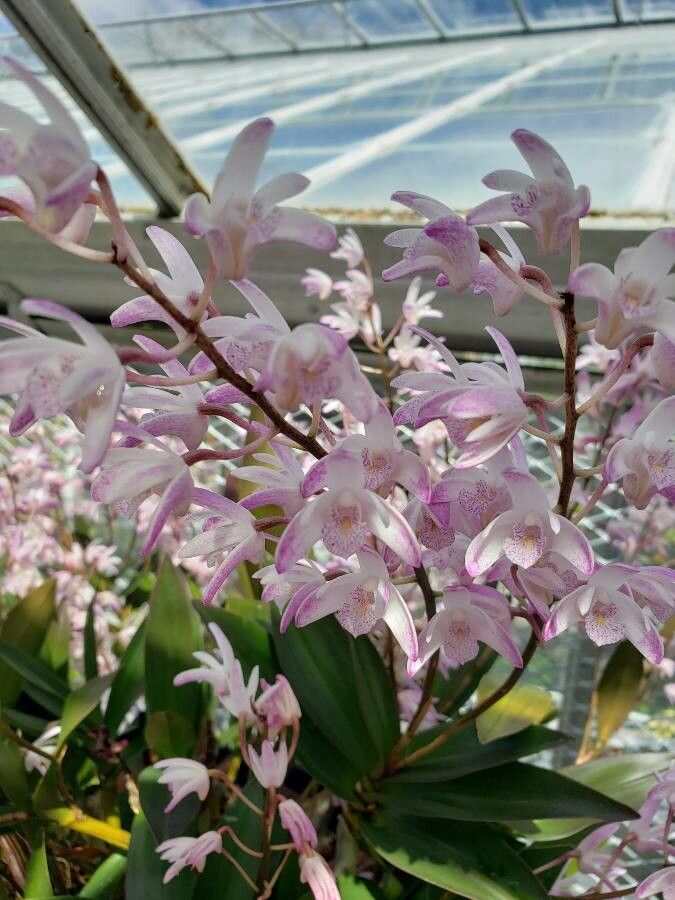 Dendrobium speciosum flower