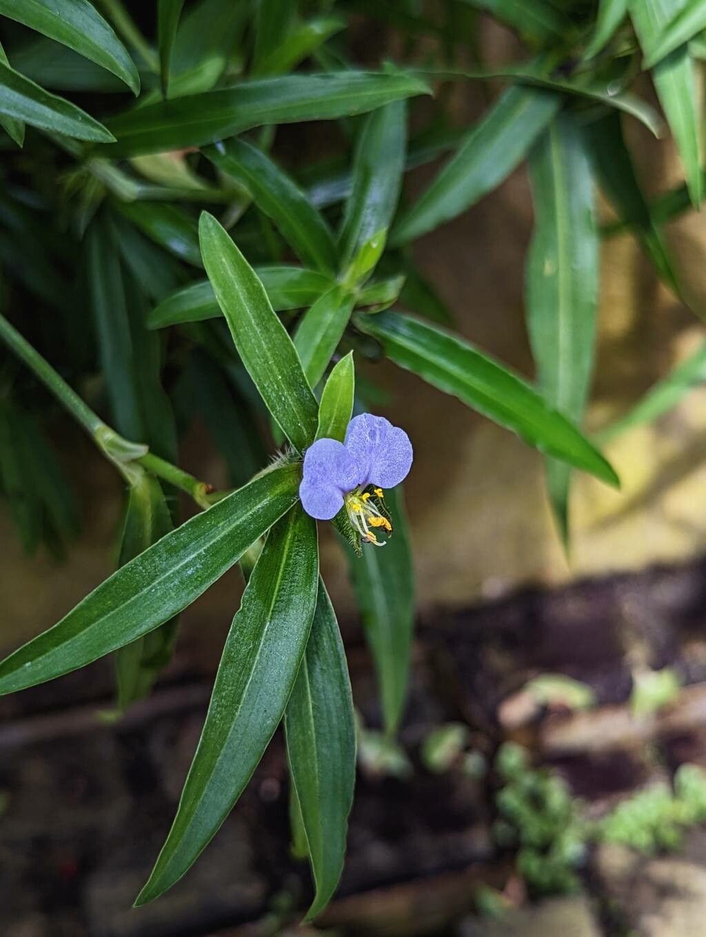 Commelina longifolia flower