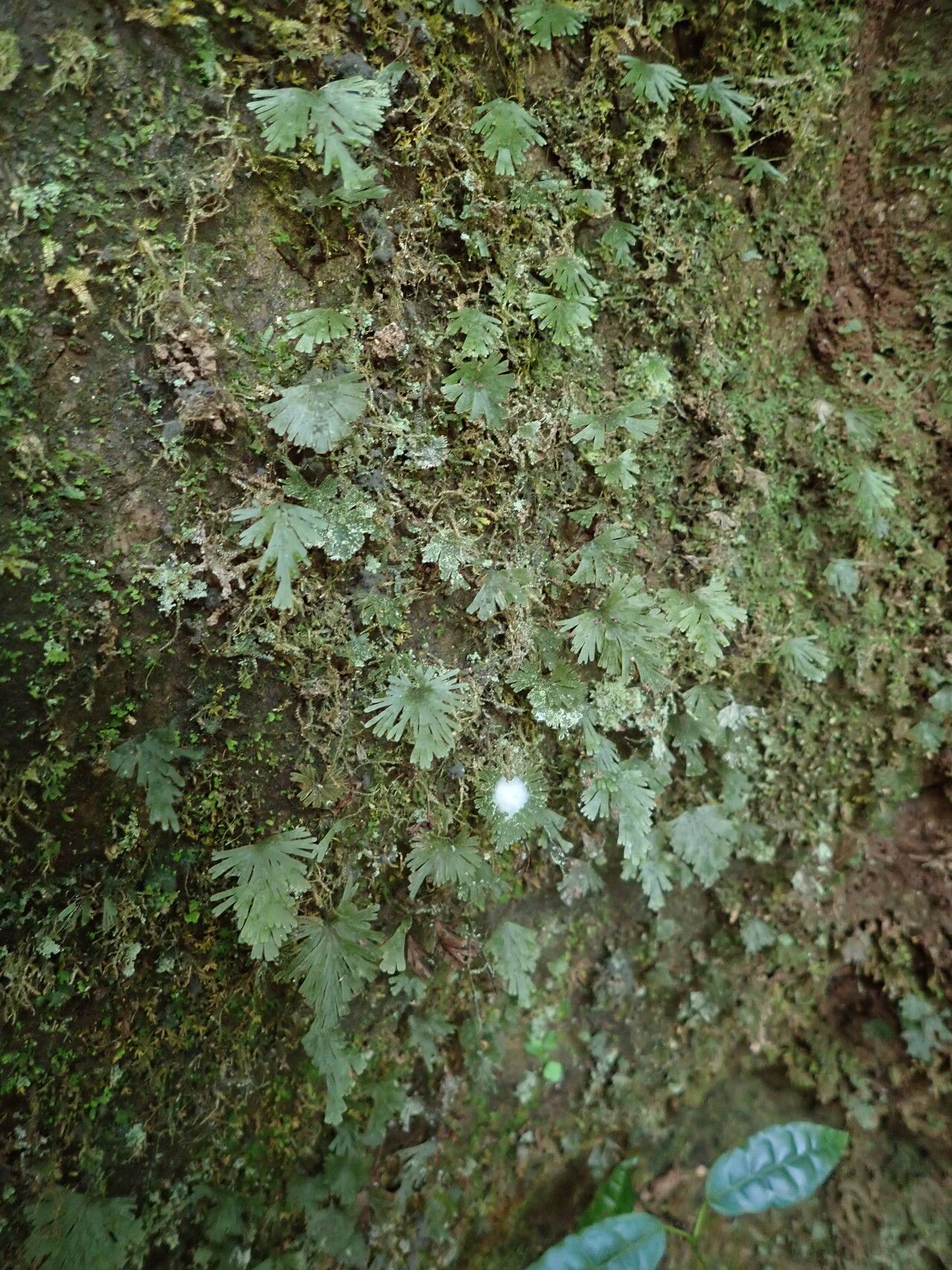 Trichomanes parvulum habit