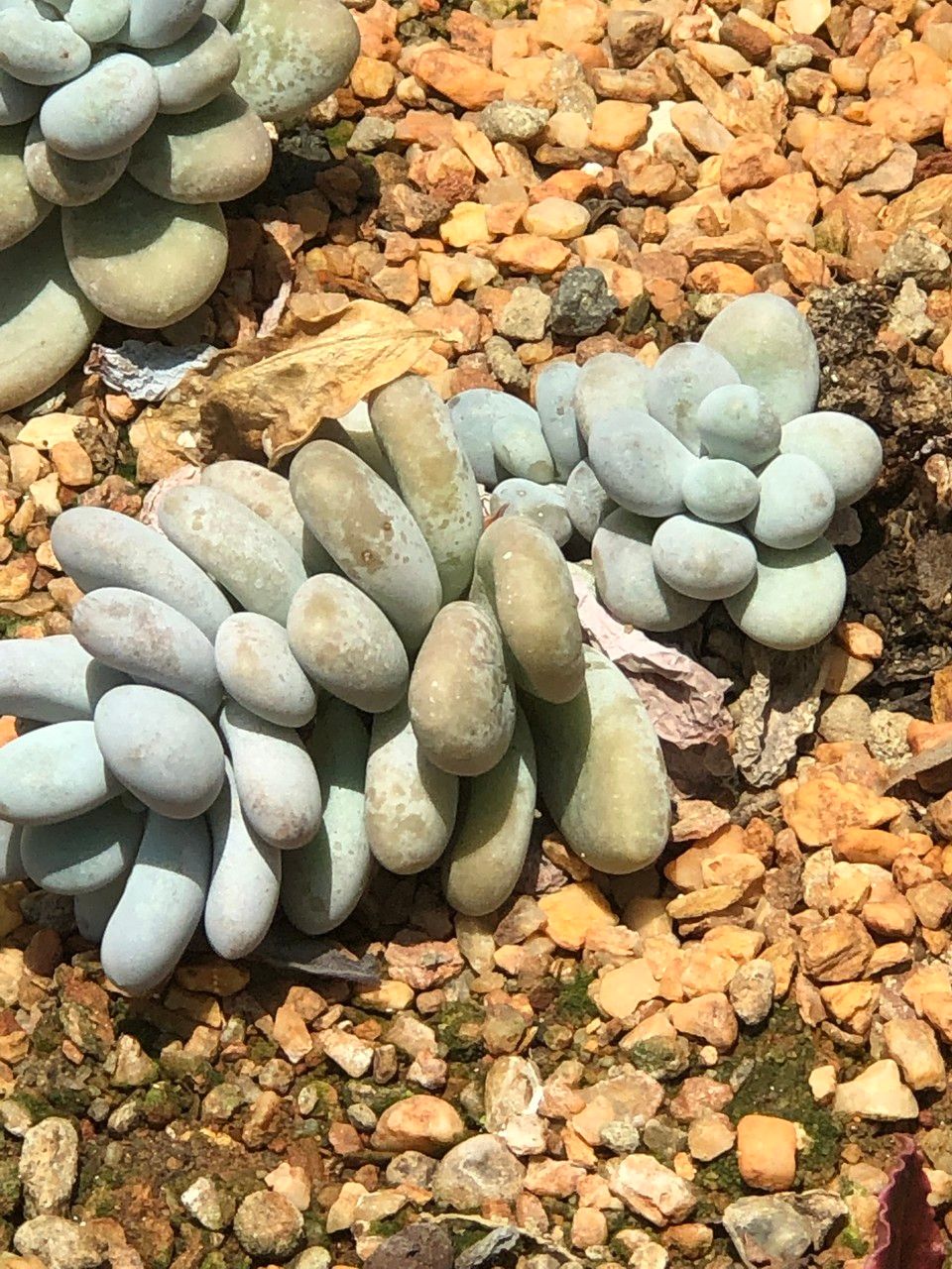 Pachyphytum oviferum fruit