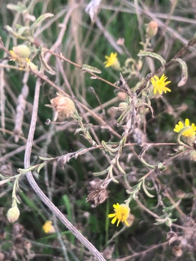 Pulicaria arabica leaf